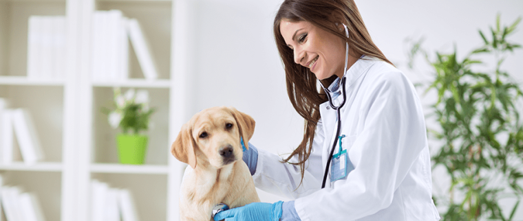 alimentation thérapeutique chien